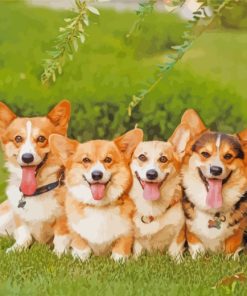 Corgi Puppies paint by numbers