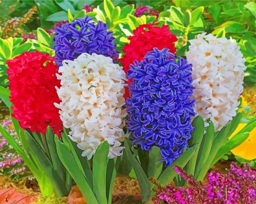 Hyacinth Flowers paint by numbers