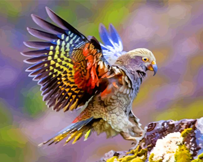 Kea Bird With Colorful Wings paint by numbers