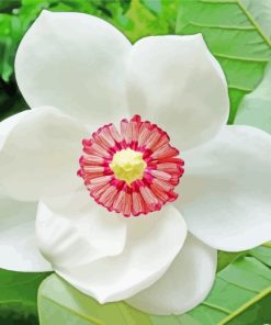 Magnolia Flower paint by numbers