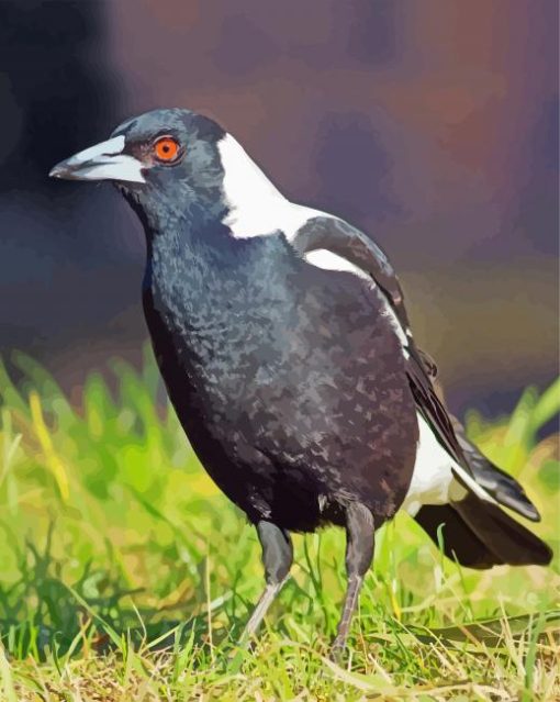 Magpie Bird Animal paint by numbers