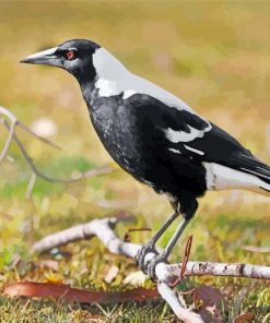 Magpie Bird paint by numbers