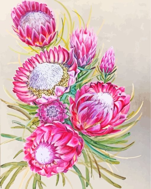 Pink Protea Plants Art paint by numbers