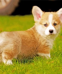 Welsh Corgi Dog paint by numbers