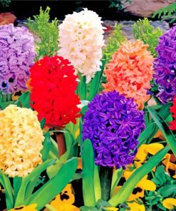 Aesthetic Hyacinth Flowers paint by numbers