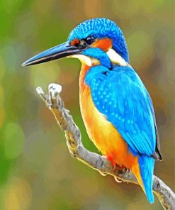 Bird Kingfisher paint by numbers