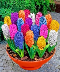 Colorful Hyacinth Flowers paint by numbers