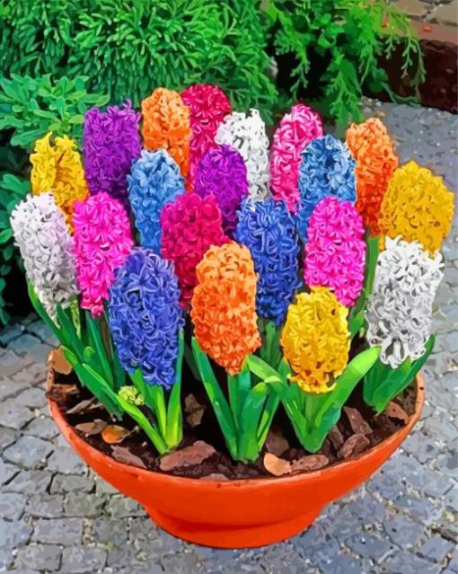 Colorful Hyacinth Flowers paint by numbers