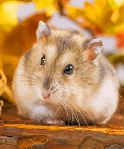 Grey And Brown Hamster paint by numbers