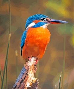 Kingfisher Bird Animal paint by numbers