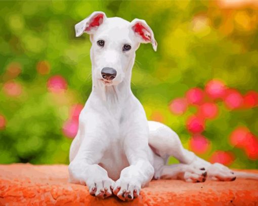 White Grehound Puppy paint by numbers