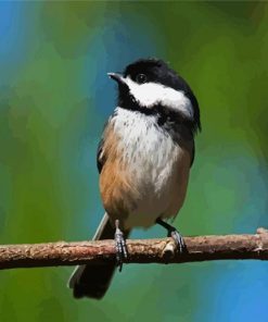 Cute Chickadee Bird paint by numbers