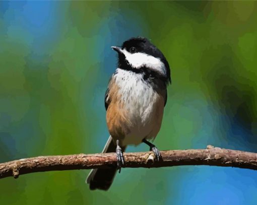 Cute Chickadee Bird paint by numbers