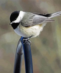 Chickadee bird paint by numbers