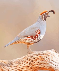 Common Quail Bird paint by numbers