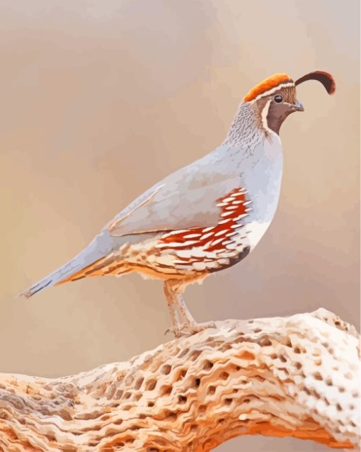 Common Quail Bird paint by numbers