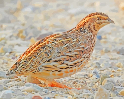 Common Quail paint by numbers