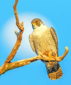 Falcon Bird Animal paint by numbers