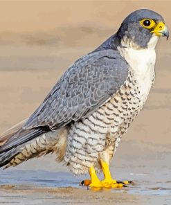 Falcon Bird paint by numbers