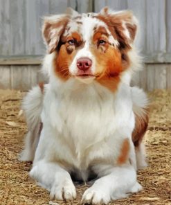 Golden Border Collie Pet paint by numbers