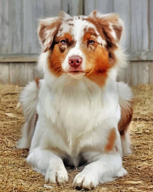 Golden Border Collie Pet paint by numbers