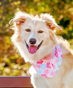 Cute Golden Border Collie paint by numbers