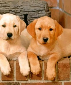 Golden Border Collies Puppies paint by numbers