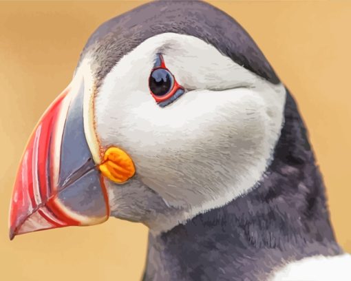 Puffin Bird Head paint by numbers