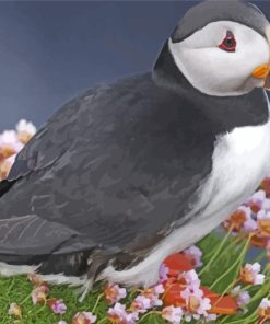 Puffin Bird paint by numbers