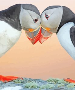 Puffin Birds paint by numbers