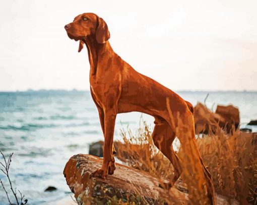 Vizsla Dog paint by numbers