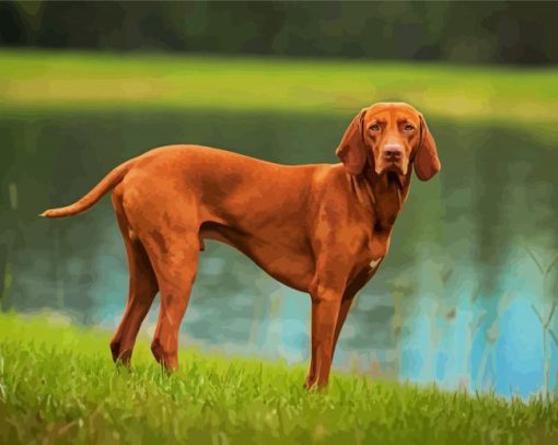 Brown Vizsla Dog paint by numbers