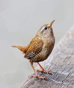 Wren Bird Animal paint by numbers