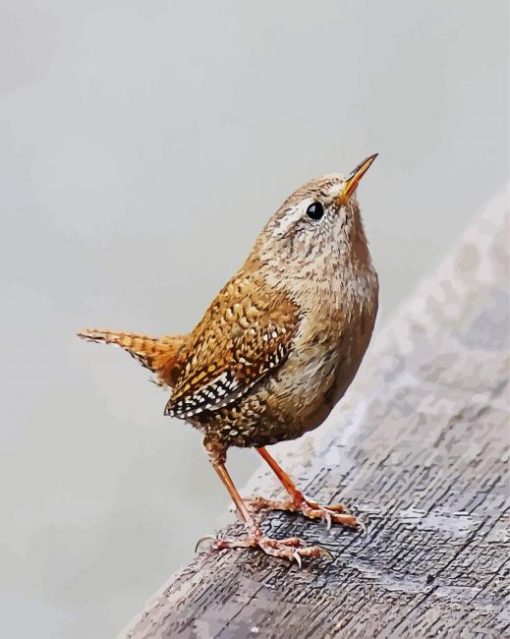 Wren Bird Animal paint by numbers