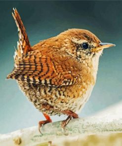 Wren Bird paint by numbers