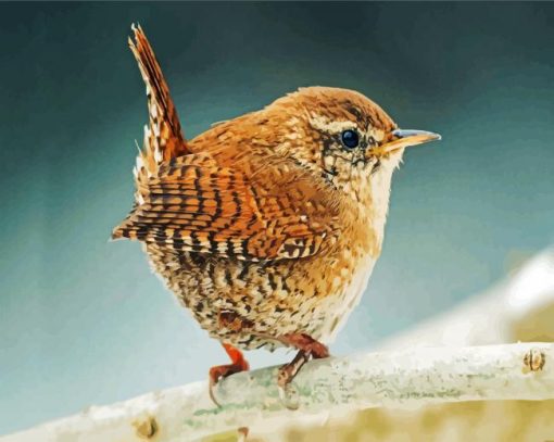 Wren Bird paint by numbers