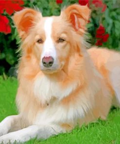 Aesthetic Golden Border Collie paint by numbers