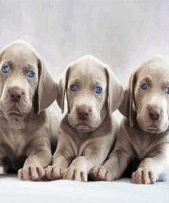 Aesthetic Weimaraner Puppies paint by numbers