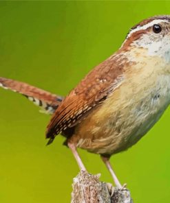 Cute Wren Bird paint by numbers