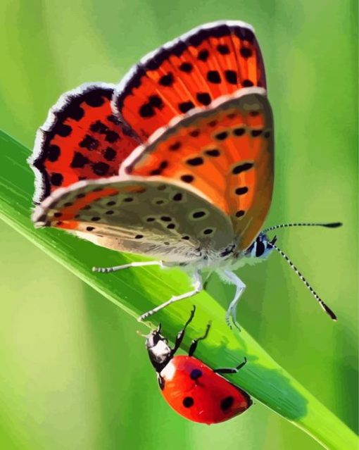 Ladybug And Butterfly paint by numbers