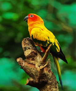 Sun Conure paint by numbers paint by numbers