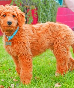 Adorable Goldendoodle paint by number