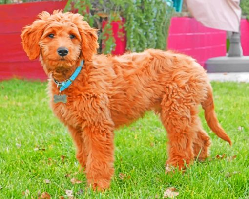 Adorable Goldendoodle paint by number