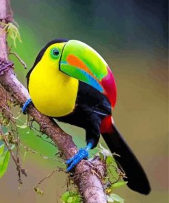 Aesthetic Tucan Bird Paint by number