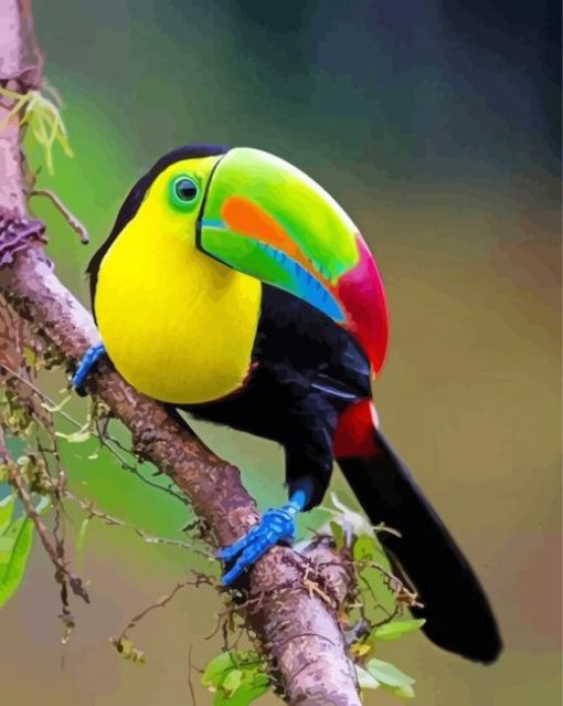 Aesthetic Tucan Bird Paint by number