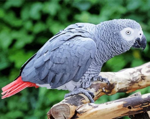 African Grey Parrot Bird paint by numbers