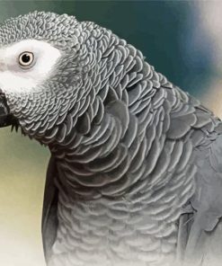 African Grey Parrot paint by numbers