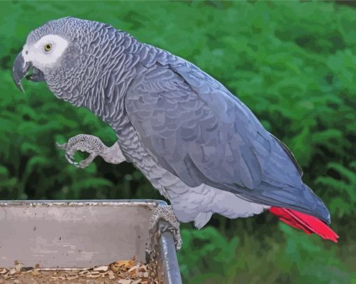 African Grey Parrot Illustration paint by numbers