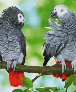 African Grey Parrots paint by numbers