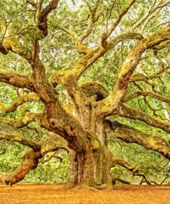 Angel Oak Tree Paint by numbers